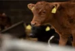 Cattle Market Reports: 6 Key Insights for 2024 Success