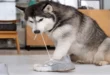 Will Dogs Eat Mice? Shocking Truth Revealed in 2024