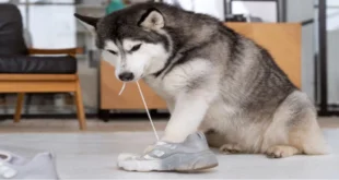 Will Dogs Eat Mice? Shocking Truth Revealed in 2024