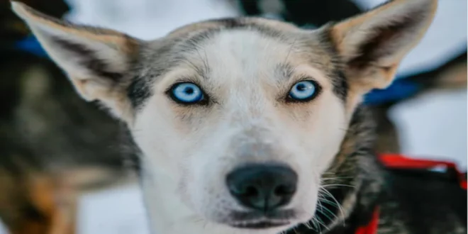 What Dogs Have Blue Eyes: Exploring the Mystery of Blue-Eyed Pups