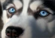 Which Dogs Have Blue Eyes? Discovering the Unique Canine Beauty