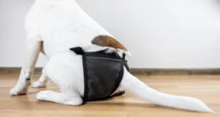 Why Dogs Pant: Understanding the Causes, Symptoms, and Solutions