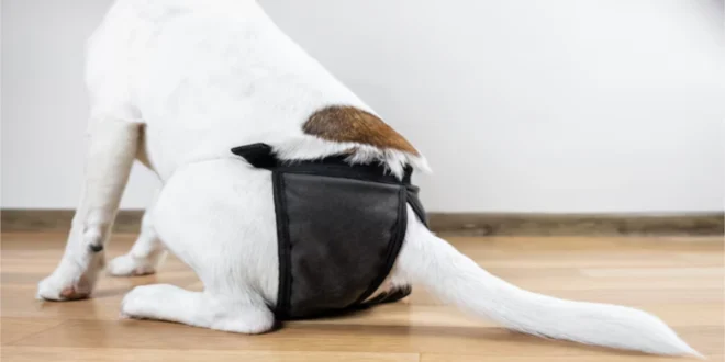 Why Dogs Pant: Understanding the Causes, Symptoms, and Solutions